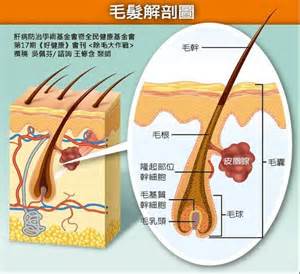 奶頭毛|乳頭毛